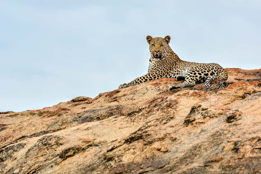 Full-Day Private Big 5 Safari in Kruger National Park - A 5:00 AM start from Hazyview or Skukuza