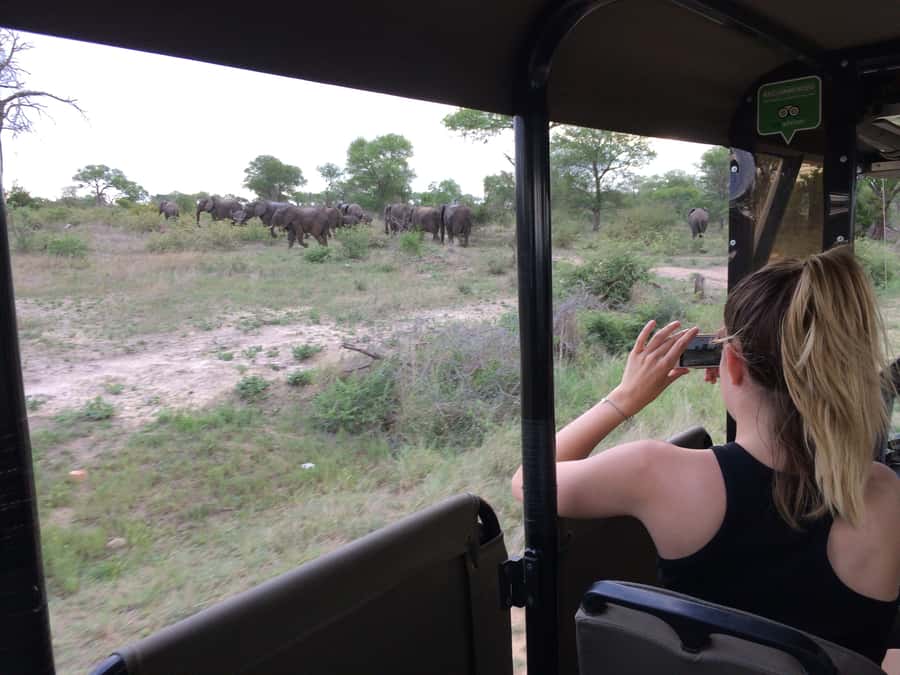 Full-Day Private Big 5 Safari in Kruger National Park - Morning sightings and a bush coffee stop