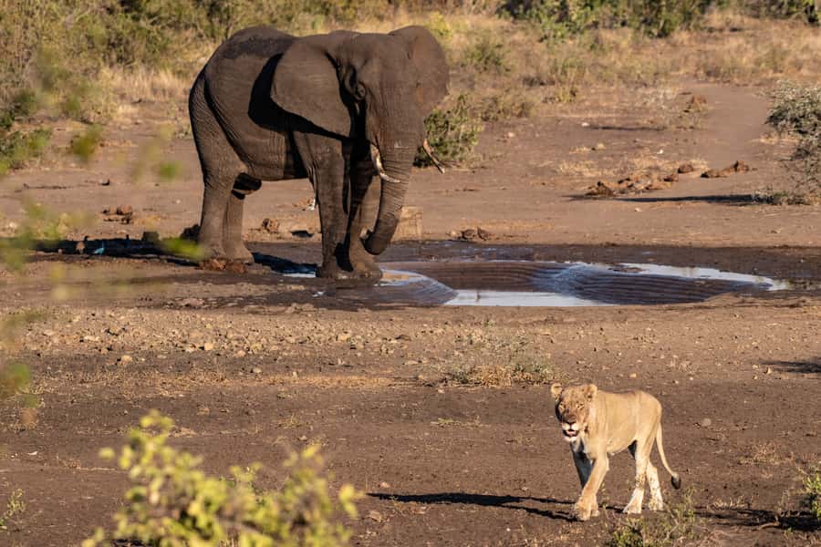 Full-Day Private Big 5 Safari in Kruger National Park - Late breakfast, then a new part of Kruger