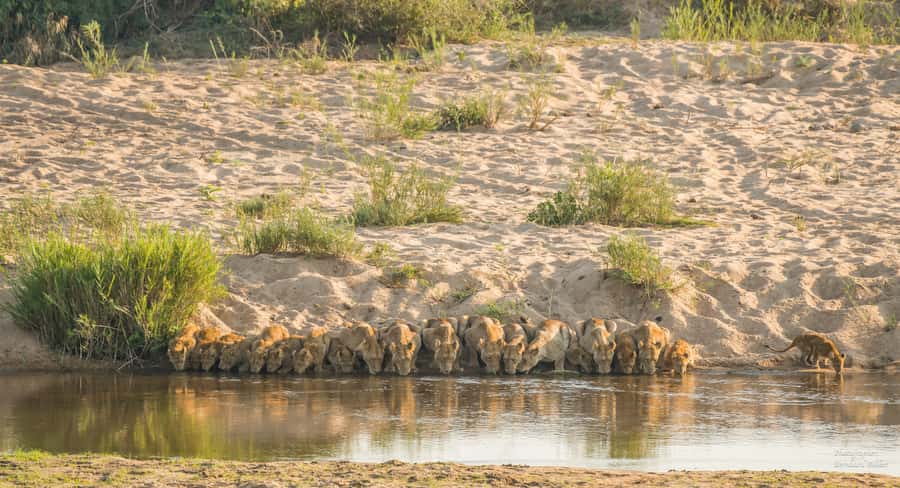 Full-Day Private Big 5 Safari in Kruger National Park - Afternoon waterholes and riverbanks