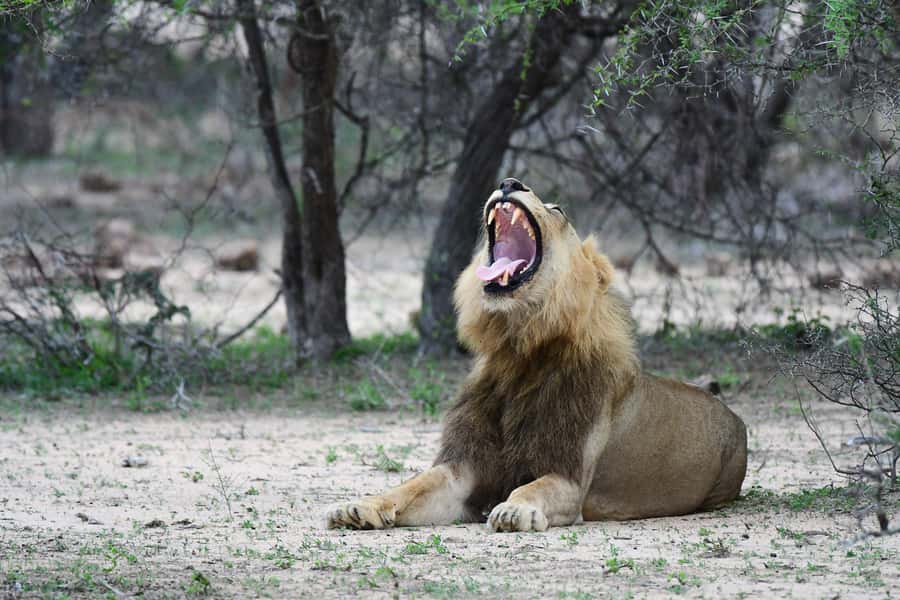 Full-Day Private Big 5 Safari in Kruger National Park - What the $399 price really covers