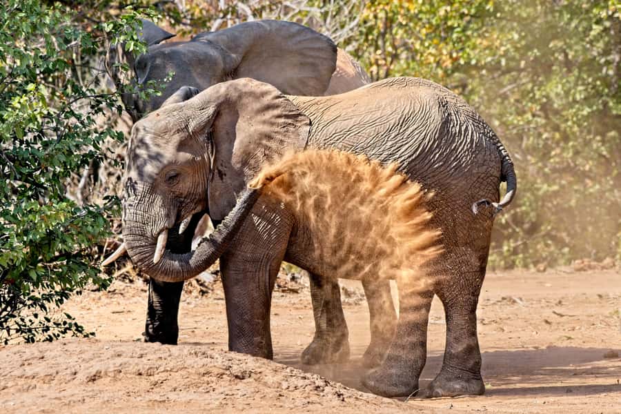 Full-Day Private Big 5 Safari in Kruger National Park - The Big Five are a goal, not a guarantee
