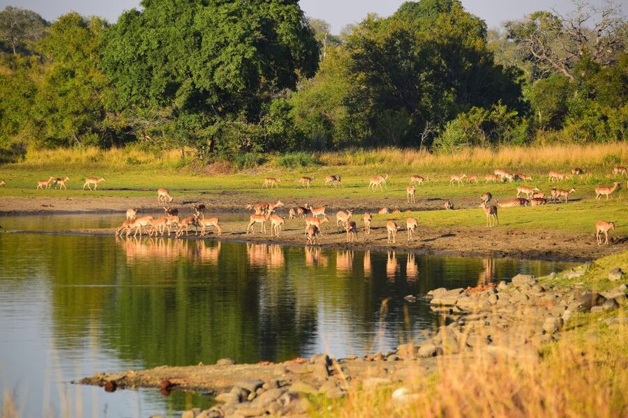Full-Day Private Big 5 Safari in Kruger National Park - Practical comfort and age limits
