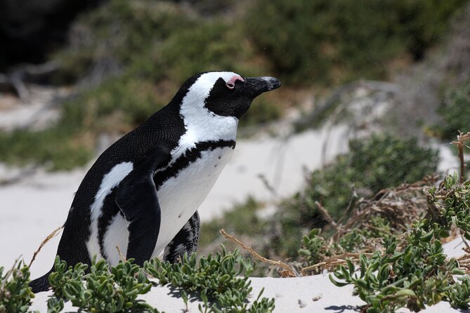 Full Day Private Cape Peninsula and Boulders Beach Tour - Starting in Bo-Kaap at 8:00 a.m.