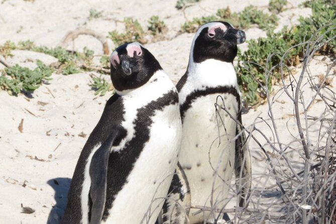 Full Day Private Cape Peninsula and Boulders Beach Tour - Noordhoek and the Coastal Route South