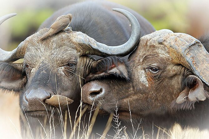 Full Day Private Kruger Park Safari - 2:30 PM afternoon game drive