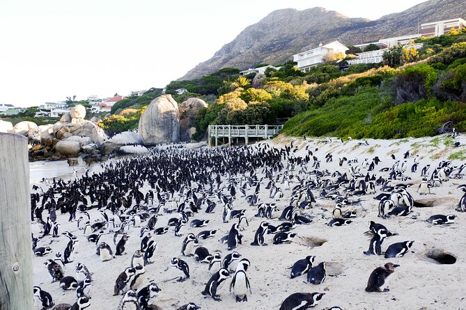 Full-Day Private Robben Island, Penguins & Cape of Good Hope Tour - Robben Island: The Days Most Important Stop