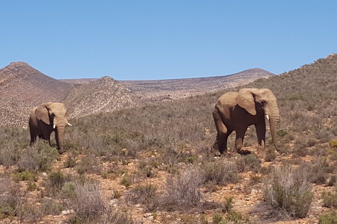 Full-Day Safari Aquila Game Reserve from Cape Town - Paarl adds history, rock, and wine
