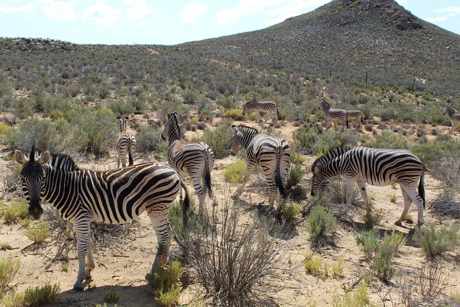 Full-Day Safari Aquila Game Reserve from Cape Town - Arriving at Aquila Game Reserve