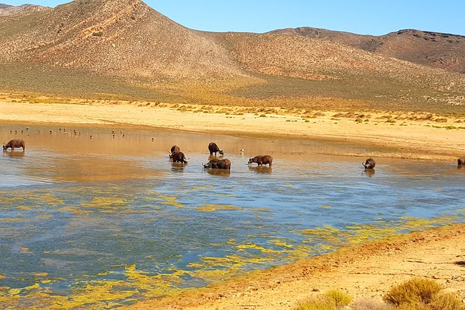 Full-Day Safari Aquila Game Reserve from Cape Town - What the safari portion is really like