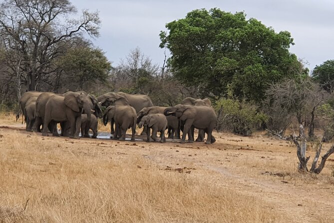 Full Day Safari from Johannesburg - Pilanesberg Nature Reserve - Key points at a glance