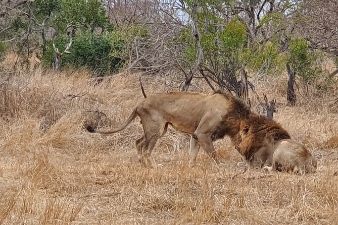 Full Day Safari from Johannesburg - Pilanesberg Nature Reserve - Why Pilanesberg works for a Johannesburg safari