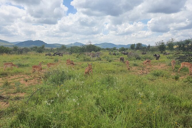 Full Day Safari from Johannesburg - Pilanesberg Nature Reserve - A full day searching for animals