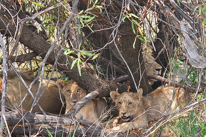 Full Day Safari from Johannesburg - Pilanesberg Nature Reserve - More than lions and the Big Five