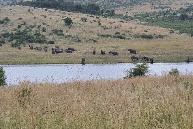 Full Day Safari from Johannesburg - Pilanesberg Nature Reserve - The long road to Pilanesberg