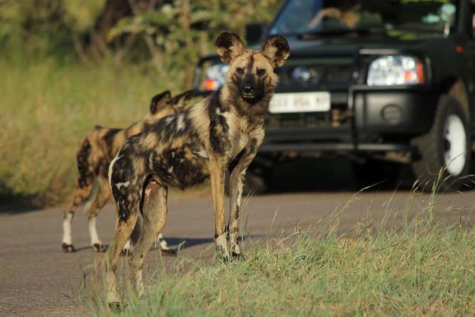 Full Day Safari in the Kruger National Park from Hazyview - Key points to know before booking