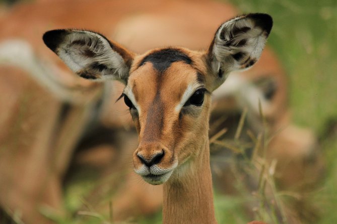 Full Day Safari in the Kruger National Park from Hazyview - Why the 5:00 am start matters