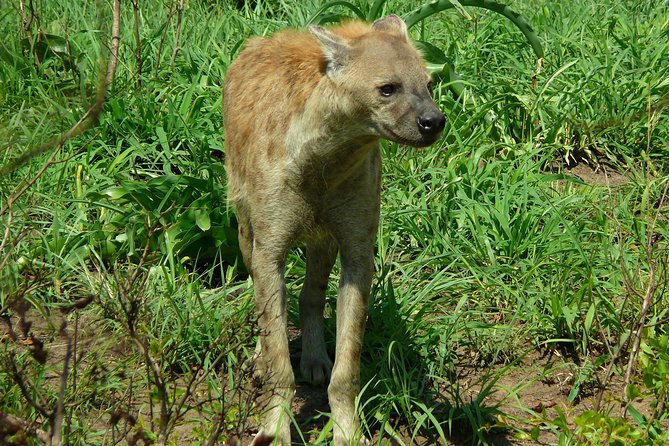Full Day Safari in the Kruger National Park from Hazyview - What the $126.98 price really covers