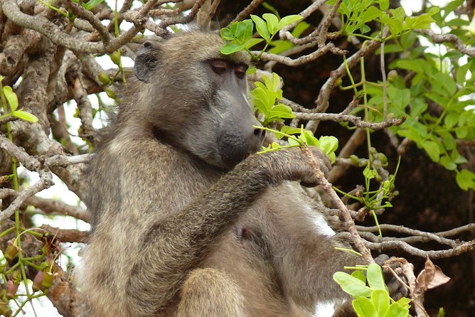 Full Day Safari in the Kruger National Park from Hazyview - Who will get the most from this safari?