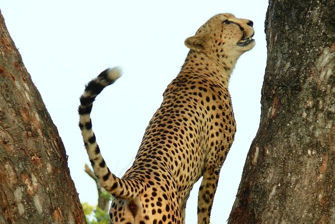 Full Day Safari in the Kruger National Park from Hazyview - Booking details and cancellation advice