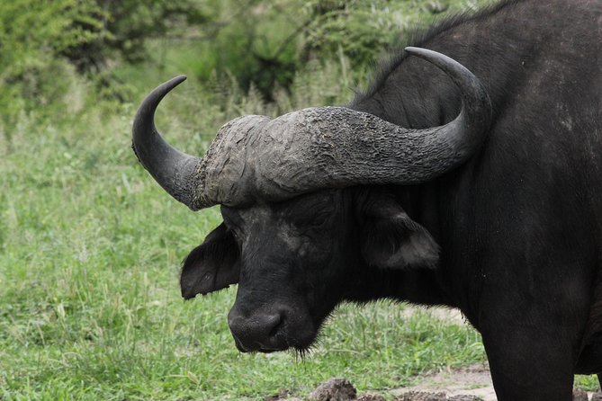 Full Day Safari in the Kruger National Park from Hazyview - The morning game drive and the search for the Big Five