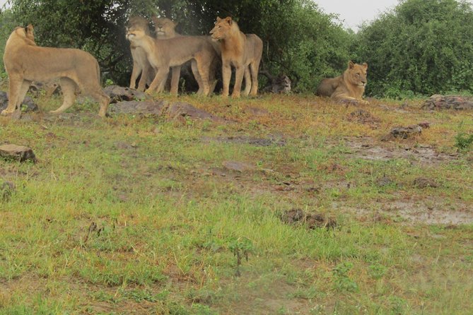 Full Day Safari Tour of Pilanesberg National Park, Open Jeep experience - Why Pilanesberg works as a Johannesburg safari