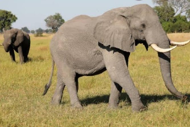 Full Day Safari Tour of Pilanesberg National Park, Open Jeep experience - The 6:00 a.m. pickup and Johannesburg transfer