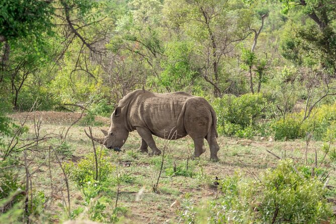 Full Day Safari Tour of Pilanesberg National Park, Open Jeep experience - The animals you might see