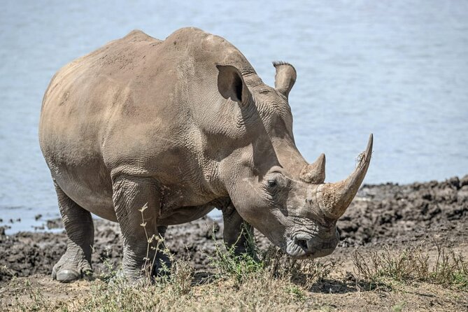 Full Day Safari Tour of Pilanesberg National Park, Open Jeep experience - A full day in the reserve: worthwhile or too long?