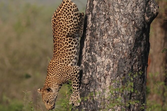 Full Day Safari Tour of Pilanesberg National Park, Open Jeep experience - Lunch, comfort, and the real value of $155.29