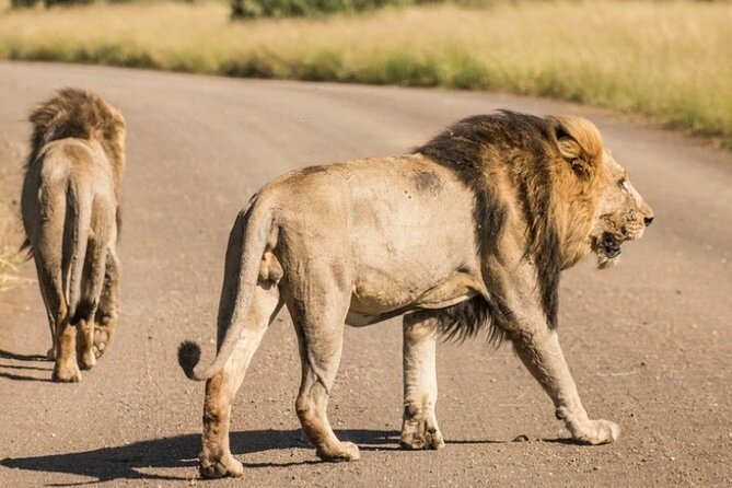 Full Day Safari Tour of Pilanesberg National Park, Open Jeep experience - Safety and comfort on a long African day