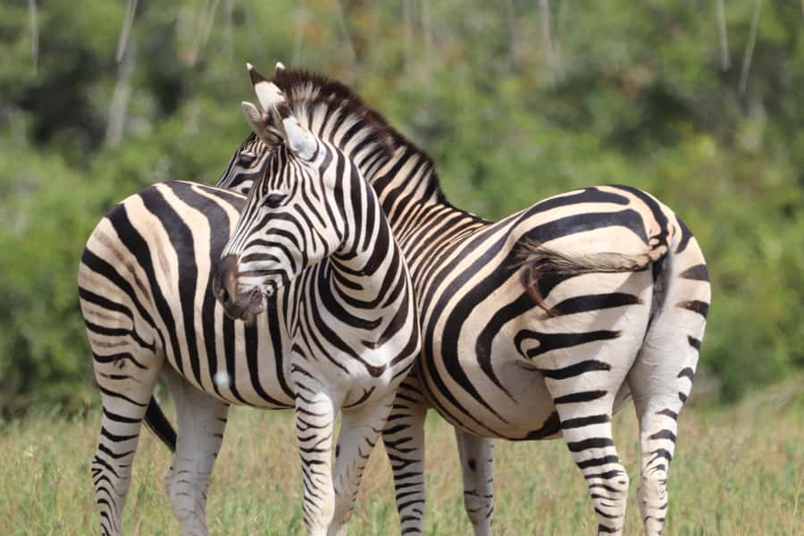 Full-Day Schotia Game Reserve & Giraffe Walk (Open 4x4) - Key points to know before you book