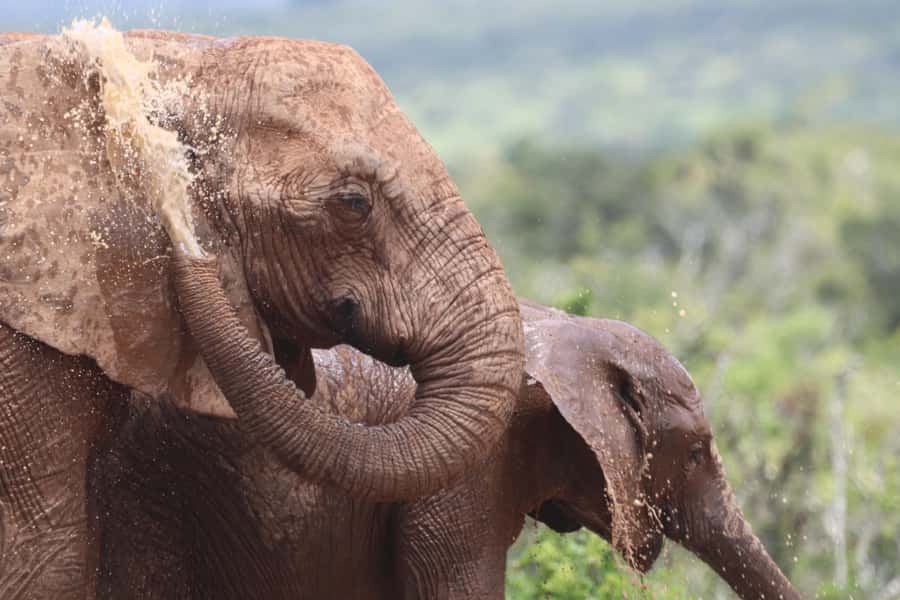 Full-Day Schotia Game Reserve & Giraffe Walk (Open 4x4) - What you may see at Schotia