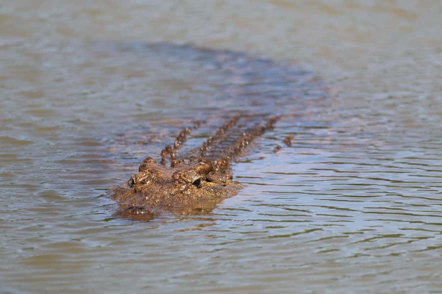 Full-Day Schotia Game Reserve & Giraffe Walk (Open 4x4) - Is $242 a good value?