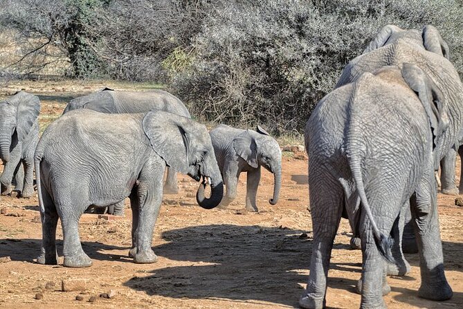 Full-Day Shared Kruger National Park Safari from Hoedspruit - The coffee stop and the long middle of the day