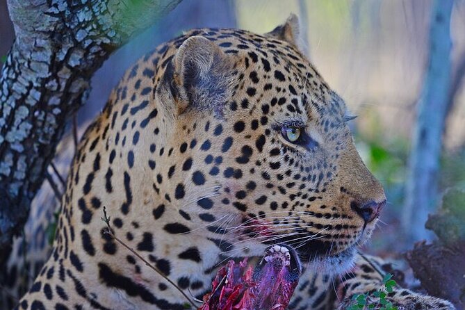 Full-Day Shared Kruger National Park Safari from Hoedspruit - Practical advice for a smoother day