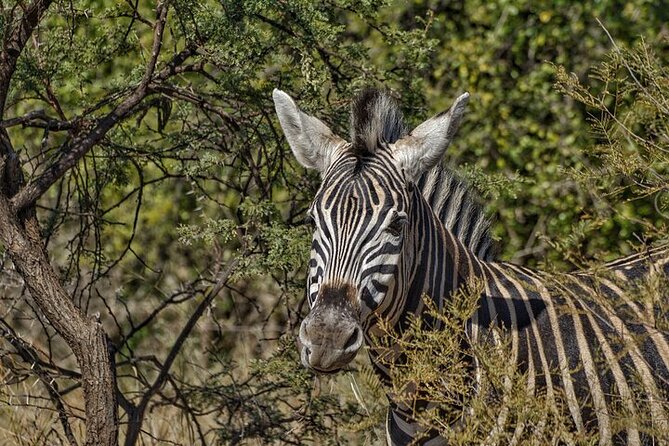 Full-Day Shared Kruger National Park Safari from Hoedspruit - Crossing into Kruger in an open safari vehicle