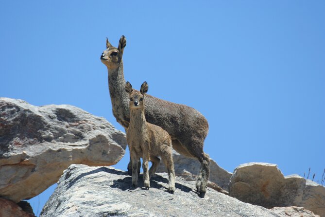 Full-Day Swartberg Mountain PRIVATE Tour (including lunch and transfers) - Watching for klipspringer, jackals, and birds