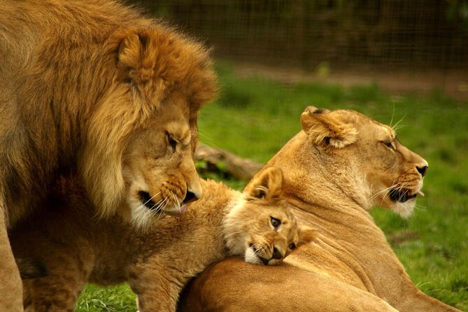 Full Day -Tala Game Reserve, Natal Lion Park, Phezulu From Durban - Key points to know before booking