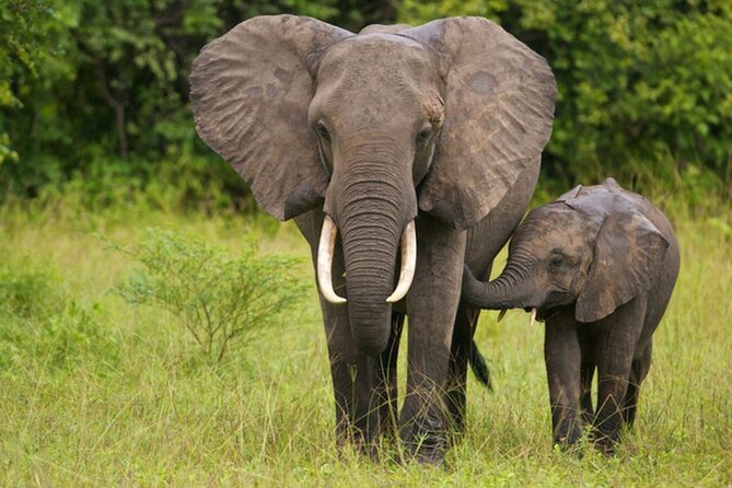 Full Day -Tala Game Reserve, Natal Lion Park, Phezulu From Durban - What this Durban safari day is really like