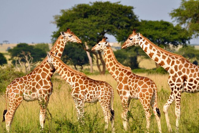 Full Day -Tala Game Reserve, Natal Lion Park, Phezulu From Durban - Phezulu Safari Park: culture and reptiles for an extra fee