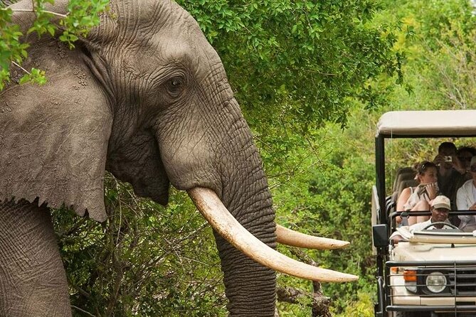 Full Day -Tala Game Reserve, Natal Lion Park, Phezulu From Durban - Is $165.21 good value?