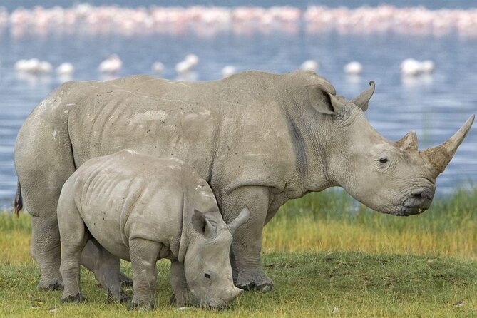 Full Day -Tala Game Reserve, Natal Lion Park, Phezulu From Durban - Who will enjoy this day most?