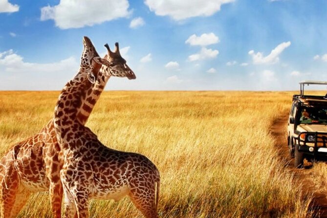Full Day -Tala Game Reserve, Natal Lion Park, Phezulu From Durban - My verdict: book it for variety, not safari perfection