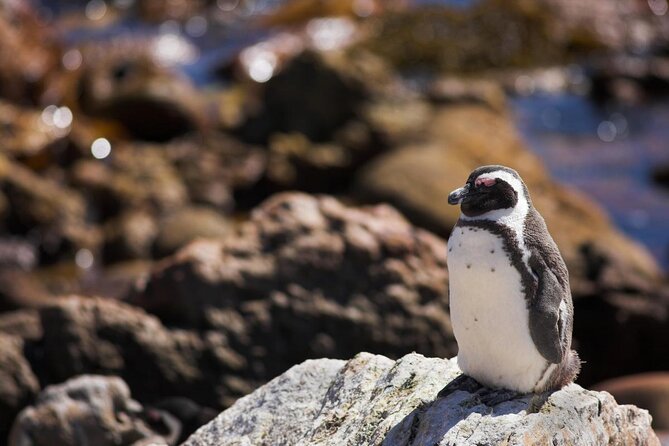 Full-Day Tour Stony Point Penguin Colony at Betty's Bay (up to 10 persons) - Key points to know before booking