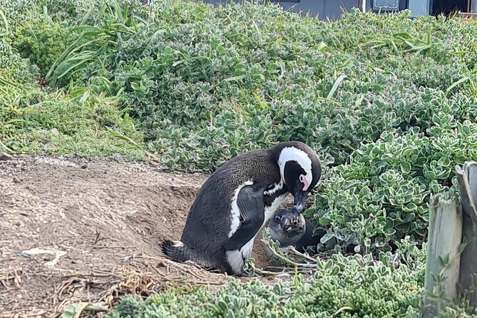 Full-Day Tour Stony Point Penguin Colony at Betty's Bay (up to 10 persons) - The old whaling station and the character of the site