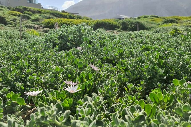 Full-Day Tour Stony Point Penguin Colony at Betty's Bay (up to 10 persons) - Lunch at On the Edge, with the bill separate