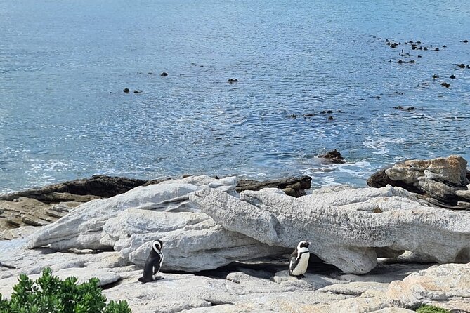 Full-Day Tour Stony Point Penguin Colony at Betty's Bay (up to 10 persons) - Who should book this Betty’s Bay outing