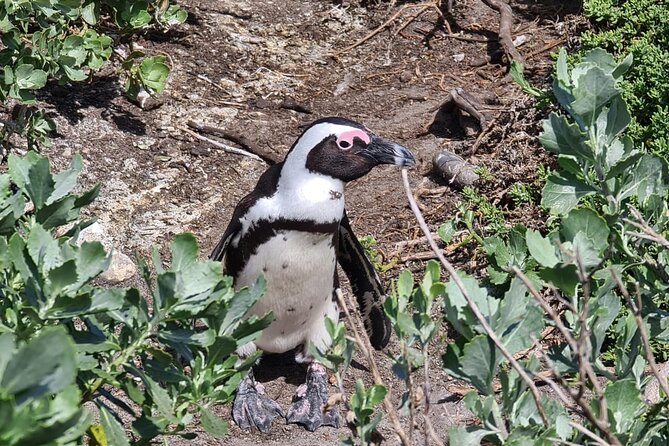 Full-Day Tour Stony Point Penguin Colony at Betty's Bay (up to 10 persons) - Stony Point: three hours with Betty’s Bay penguins