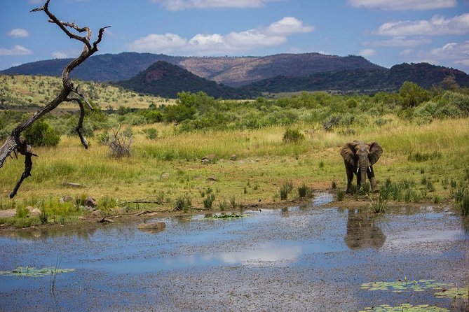 Full Day Ultimate Pilanesberg National Park Safari from Johannesburg or Pretoria - The best fit for this safari